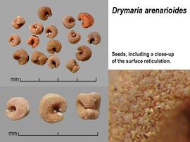   Seeds:   Drymaria arenarioides ; Photo by J. Scher, Federal Noxious Weed Disseminules of the US
